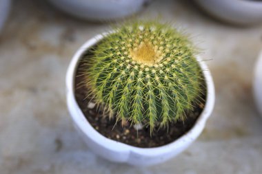 kaktüs bir dükkanda tencere