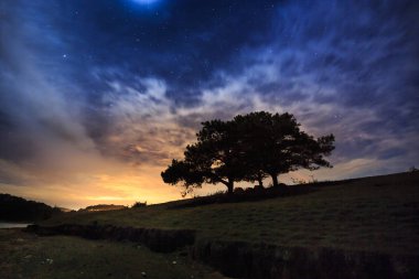 yıldızlı gökyüzü ile bir tepede ağaç