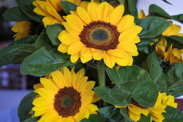 Blühende Sonnenblume auf dem Feld — Stockfoto