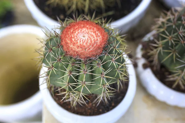 Ollas de cactus en una tienda — Foto de Stock