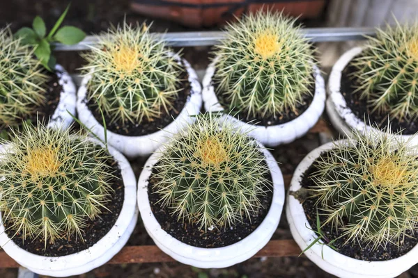 Garnki Kaktus w sklepie — Zdjęcie stockowe