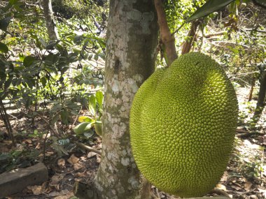 nefesi ağaç üzerinde