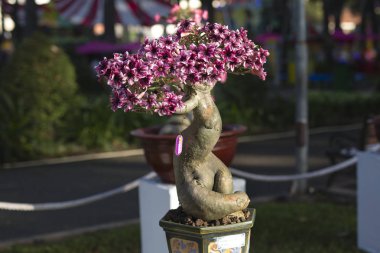  görüntü adenium saksı çiçek yarışmasında Tao Dan Park görüntülenir
