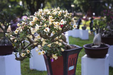  görüntü adenium saksı çiçek yarışmasında Tao Dan Park görüntülenir