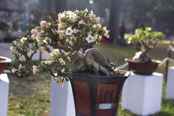 Imagem de vasos de flores de adênio são exibidos em um concurso de flores Tao Dan Park — Fotografia de Stock