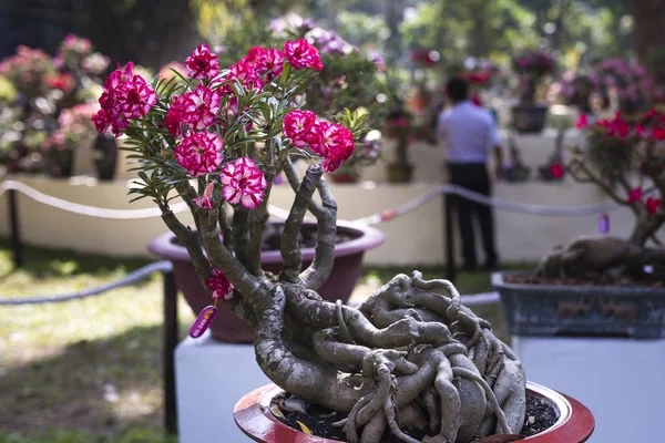 Imagen de macetas de adenio se muestran en un concurso de flores Tao Dan Park — Foto de Stock