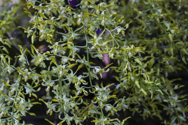 Güzel yeşil orkide