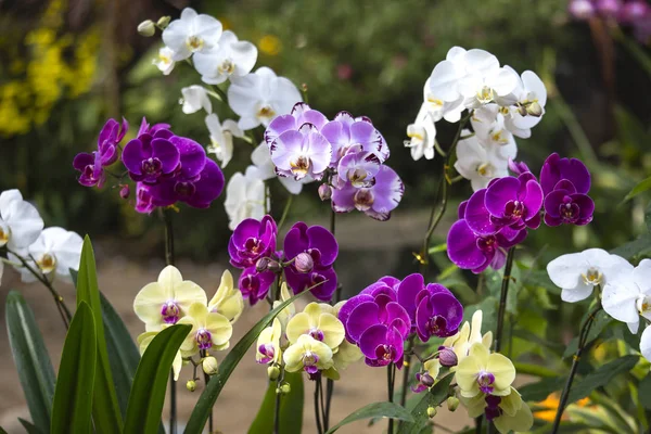 Орхидея - фаленопсис — стоковое фото