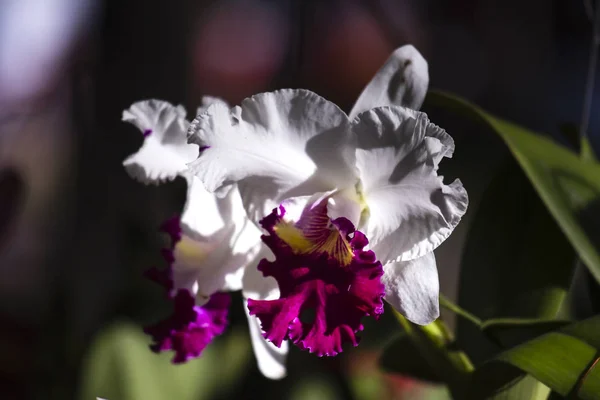 Закрыть орхидеи Каттлея — стоковое фото