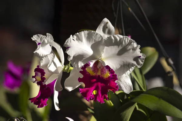 Primi piani orchidee Cattleya — Foto Stock