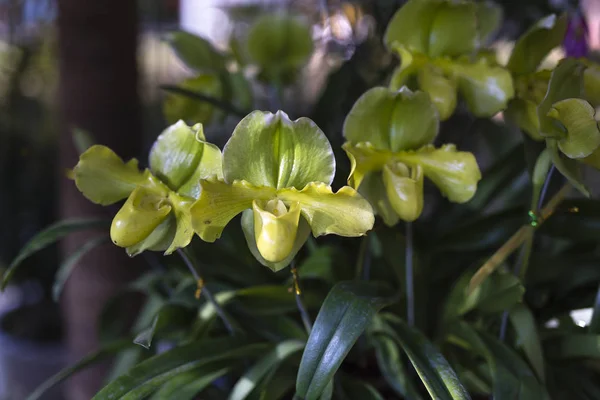 Lady Slipper Orchid Paphiopedilum в саду — стоковое фото