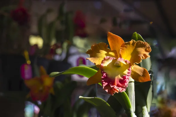 Закрыть орхидеи Каттлея — стоковое фото