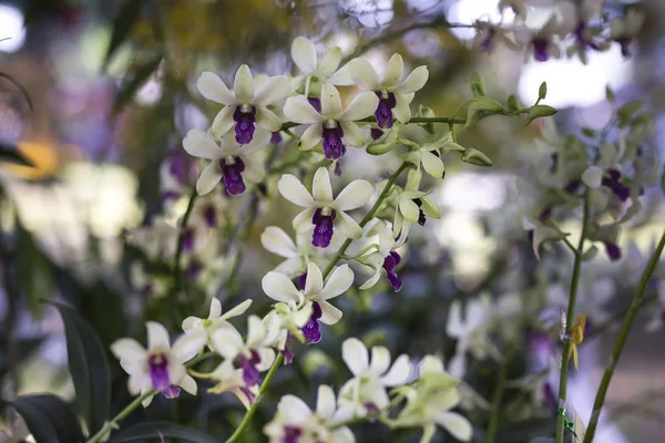 Дикая фиолетовая орхидея — стоковое фото