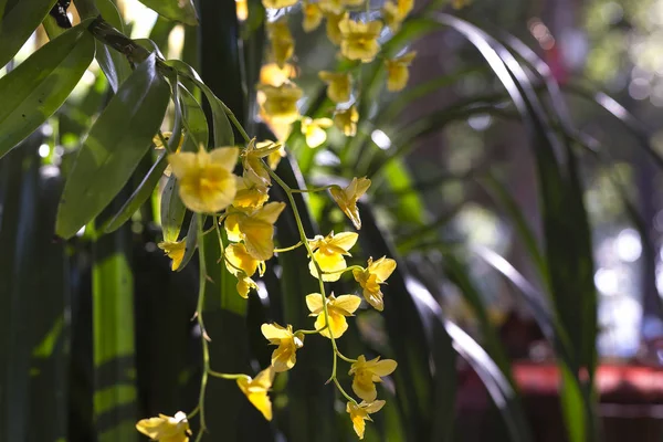 Divoké žluté květy orchidejí — Stock fotografie