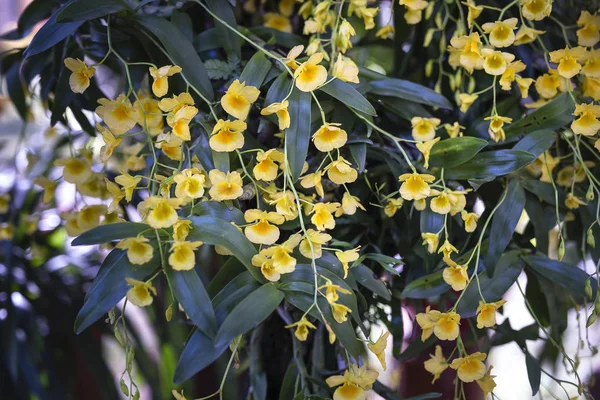 Цветы жёлтой орхидеи — стоковое фото