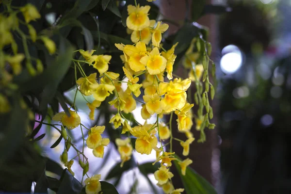 Άγρια κίτρινα άνθη ορχιδέας — Φωτογραφία Αρχείου