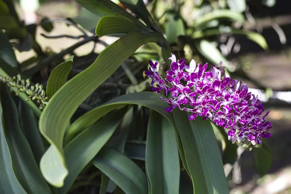 Divoké květy orchidejí purple — Stock fotografie