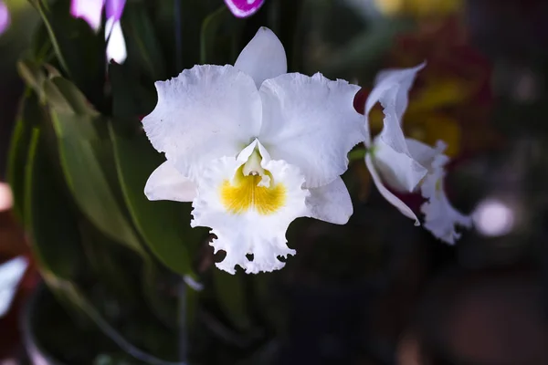 Белая каттлея орхидея в саду — стоковое фото