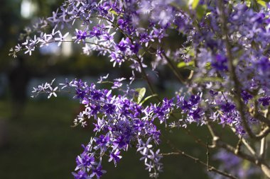 Volubilis petrea ağaçları ile dolu bir çiçek parkta görüntülenir,