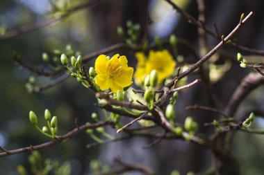 Sarı kayısı çiçekleri baharda açar.