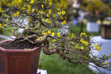 Sarı kayısı çiçekleri baharda açar.