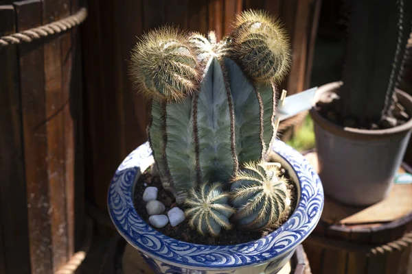 Kaktus posadzone w suchych ogród botaniczny — Zdjęcie stockowe
