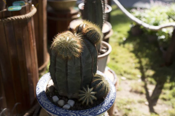Cactus plantado en un jardín botánico árido — Foto de Stock