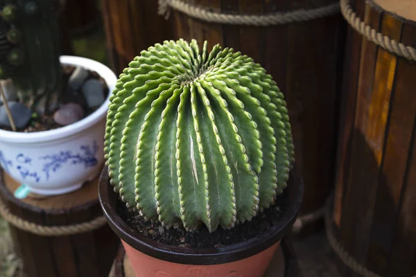 Cactus plantado en un jardín botánico árido — Foto de Stock