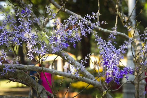 Volubilis petrea stromy s plnou květin je zobrazen v parku, — Stock fotografie