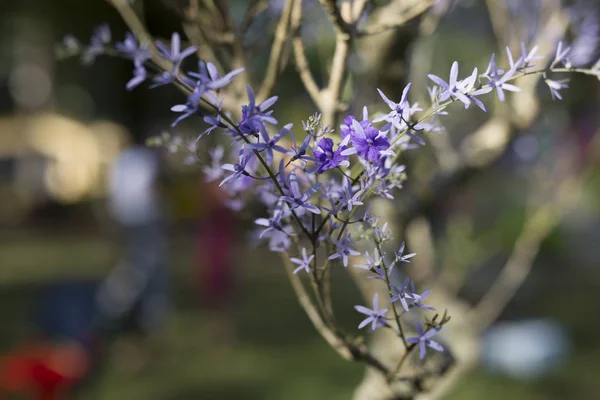 Volubilis petrea stromy s plnou květin je zobrazen v parku, — Stock fotografie