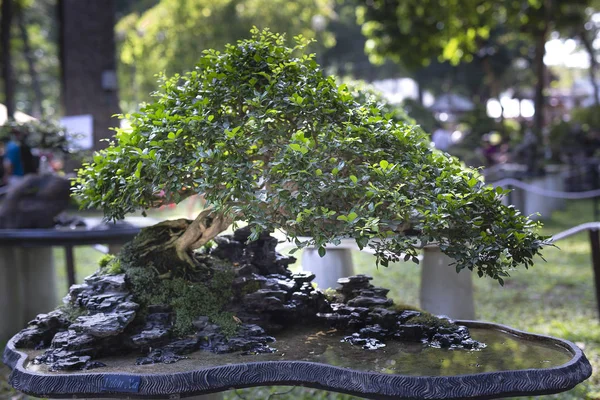 Drzewo bonsai garnki są wyświetlane w konkursie kwiat parku Tao Dan w księżycowy nowy rok 2017 — Zdjęcie stockowe