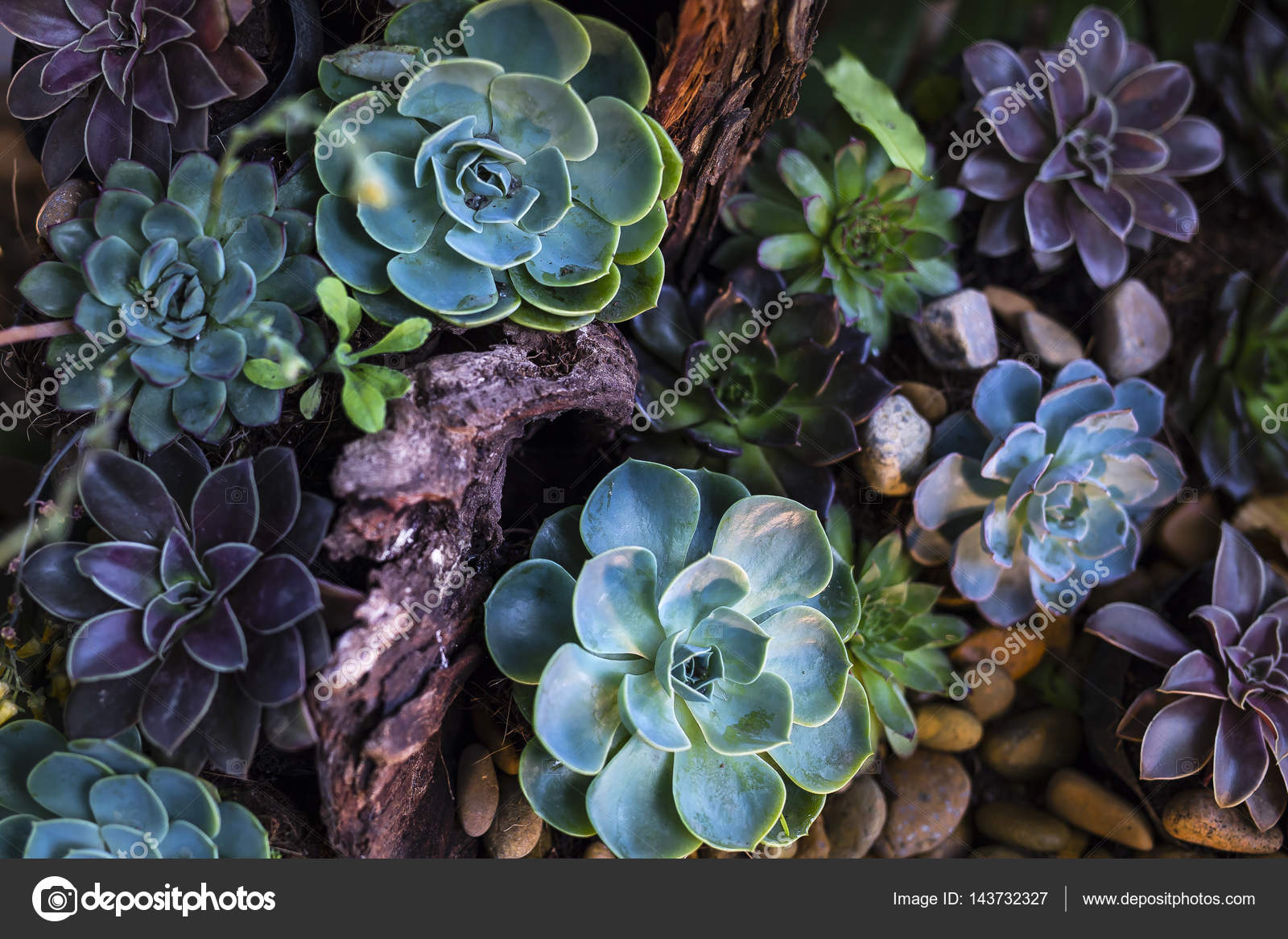 Succulent plants stone lotus. Stock Photo by