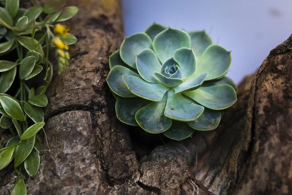 Etli bitkiler: taş lotus. — Stok fotoğraf