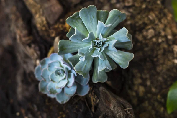 즙이 많은 식물: 돌 로터스. — 스톡 사진