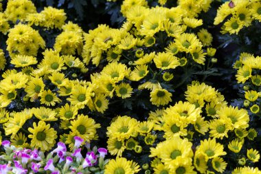 flowerbed sarı ve kırmızı papatya tam