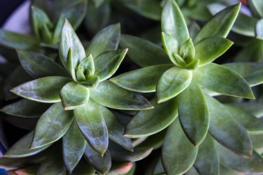 Yakın çekim etli bitkiler taş lotus