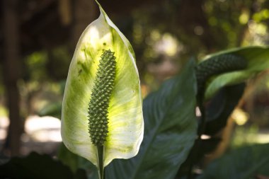 Beyaz antoryum çiçek bahçesinde