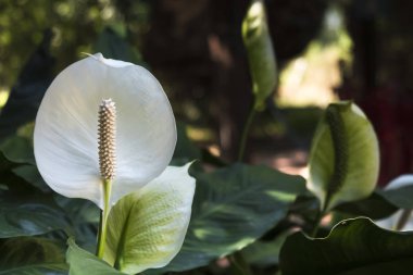 Beyaz antoryum çiçek bahçesinde