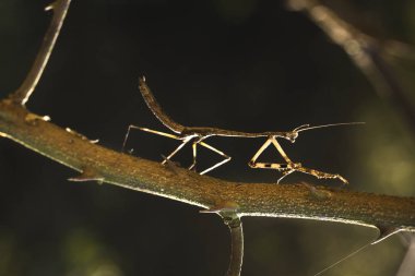 brown grasshoppers camouflaged on tree clipart