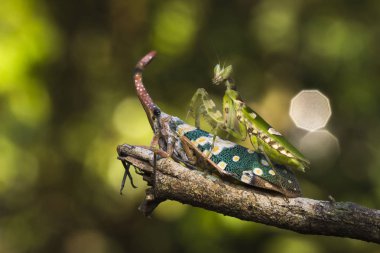 Mantis ve kuru ağaç üzerinde pyrops