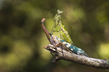 Mantis ve kuru ağaç üzerinde pyrops
