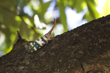 Pyrops candelaria veya fener sinek ve bir ara biz gövde ağustosböceği veya gövde kelebek arama