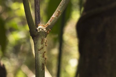 Kırmızı ateş karınca alt ağaçta, portre