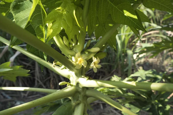 Papaya flowers on trees — Stock Photo, Image