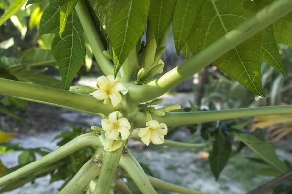 Fiori di papaia sugli alberi — Foto Stock
