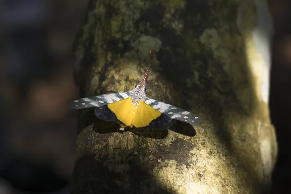 Pyrops candelaria o lanterna Vola e qualche volta chiamiamo cicala del tronco o farfalla del tronco — Foto Stock