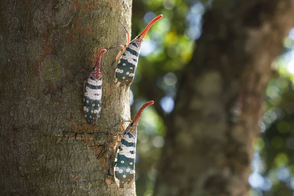 Pyrops candelaria or lantern Fly and sometime we call trunk cicada or trunk butterfly — Stock Photo, Image