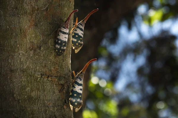 Pyrops candelaria veya fener sinek ve bir ara biz gövde ağustosböceği veya gövde kelebek arama