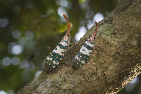 Pyrops candelaria o linterna Fly y en algún momento llamamos a la cigarra tronco o mariposa tronco — Foto de Stock