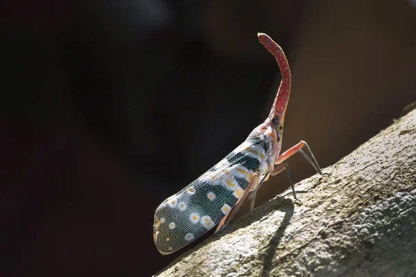 Pyrops candelaria veya fener sinek ve bir ara biz gövde ağustosböceği veya gövde kelebek arama — Stok fotoğraf